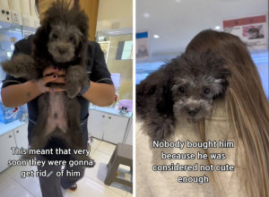 NIKO GA NIJE HTEO JER NIJE DOVOLJNO SLADAK: Bili su zapanjeni kad su ugledali  štene u malenoj plastičnoj kutiji, postojao je samo jedan način da ga spasu! (VIDEO)