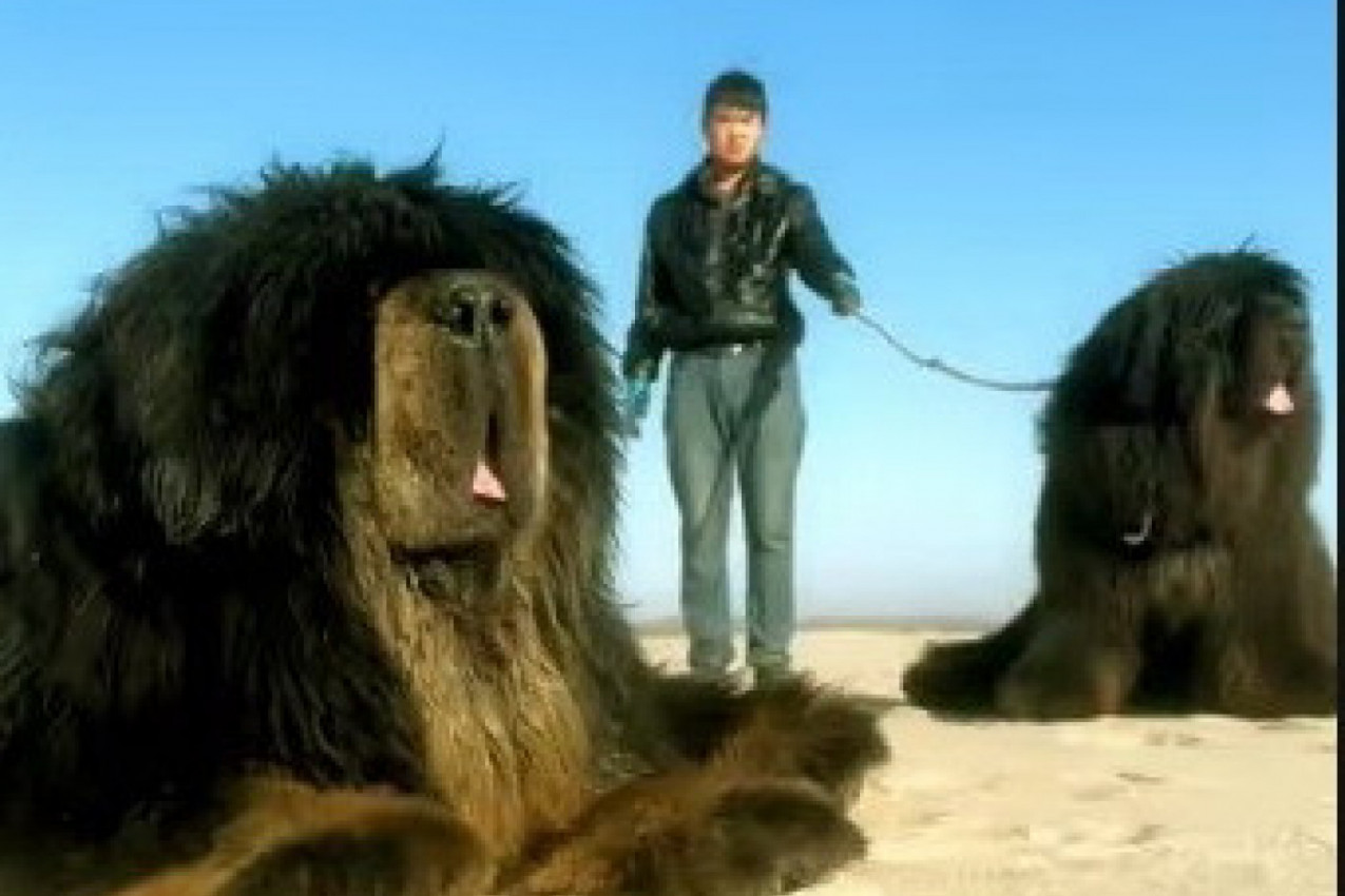 "JESU LI OVO LAVOVI?" Pored čoveka su bila dva stvorenja zbog kojih su korisnici mreže potpuno zanemeli! (VIDEO)