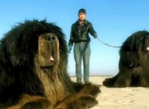 "JESU LI OVO LAVOVI?" Pored čoveka su bila dva stvorenja zbog kojih su korisnici mreže potpuno zanemeli! (VIDEO)