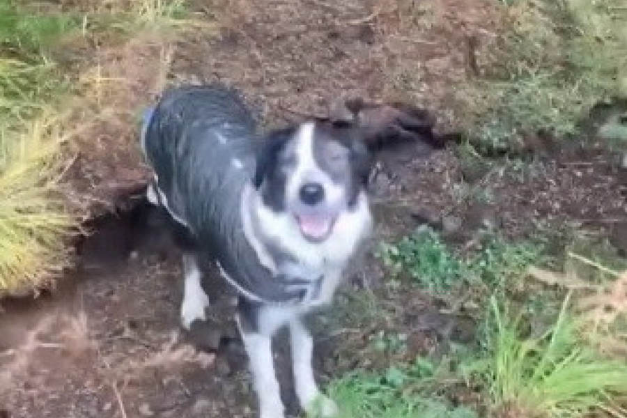 PAS JE ŠETAO ŠUMOM I ODJEDNOM SE PODIGLO TLO: Životinju je potpuno izbezumila scena, ovako nešto niste ni u filmovima videli (VIDEO)