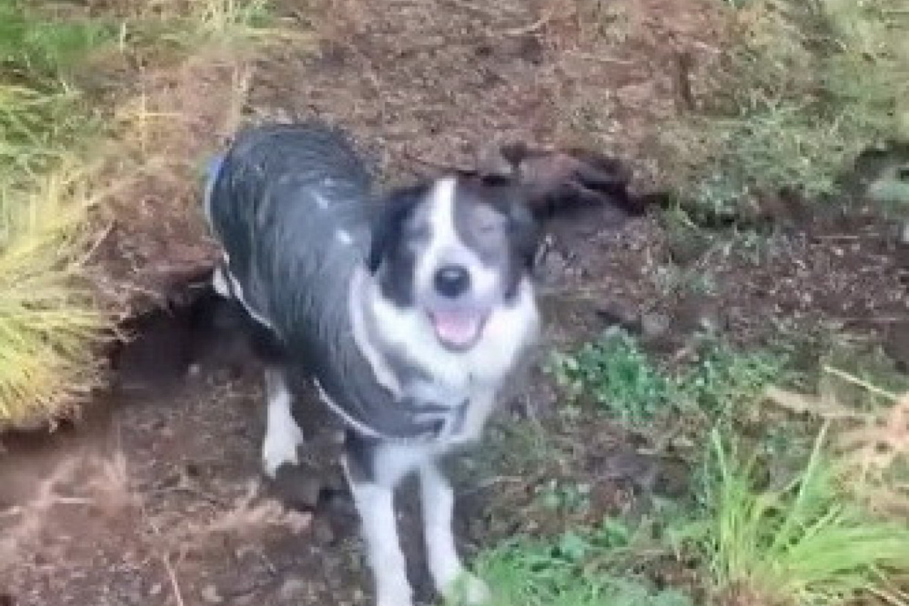PAS JE ŠETAO ŠUMOM I ODJEDNOM SE PODIGLO TLO: Životinju je potpuno izbezumila scena, ovako nešto niste ni u filmovima videli (VIDEO)