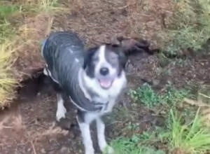 PAS JE ŠETAO ŠUMOM I ODJEDNOM SE PODIGLO TLO: Životinju je potpuno izbezumila scena, ovako nešto niste ni u filmovima videli (VIDEO)