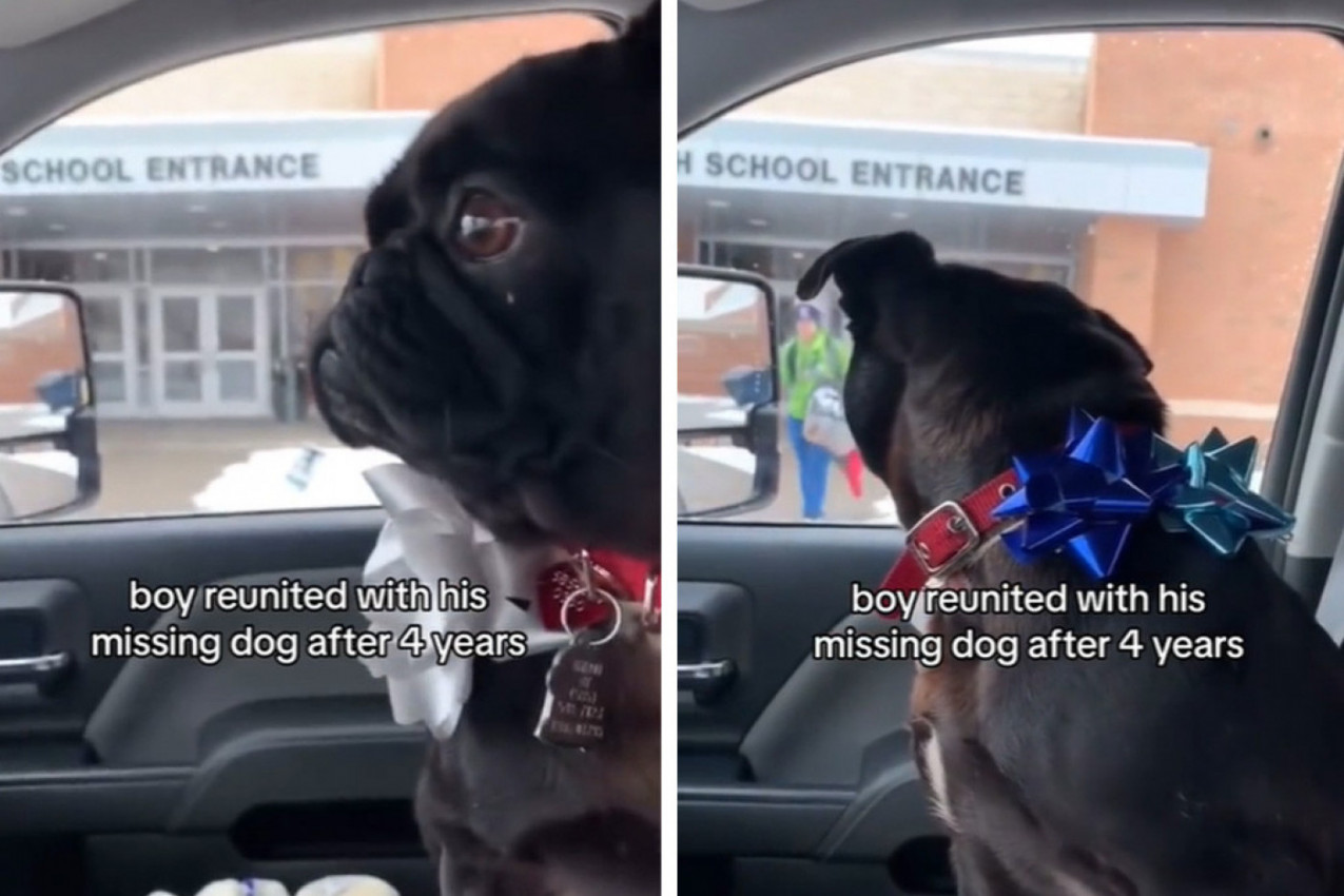 SAČEKAO GA JE ISPRED ŠKOLE, A DEČAK SE POTPUNO SLOMIO: Dirljivi susret mladog vlasnika i nestalog psa, rastopio srca na društvenim mrežama!