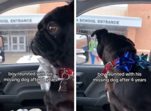 SAČEKAO GA JE ISPRED ŠKOLE, A DEČAK SE POTPUNO SLOMIO: Dirljivi susret mladog vlasnika i nestalog psa, rastopio srca na društvenim mrežama!