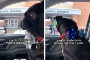SAČEKAO GA JE ISPRED ŠKOLE, A DEČAK SE POTPUNO SLOMIO: Dirljivi susret mladog vlasnika i nestalog psa, rastopio srca na društvenim mrežama!