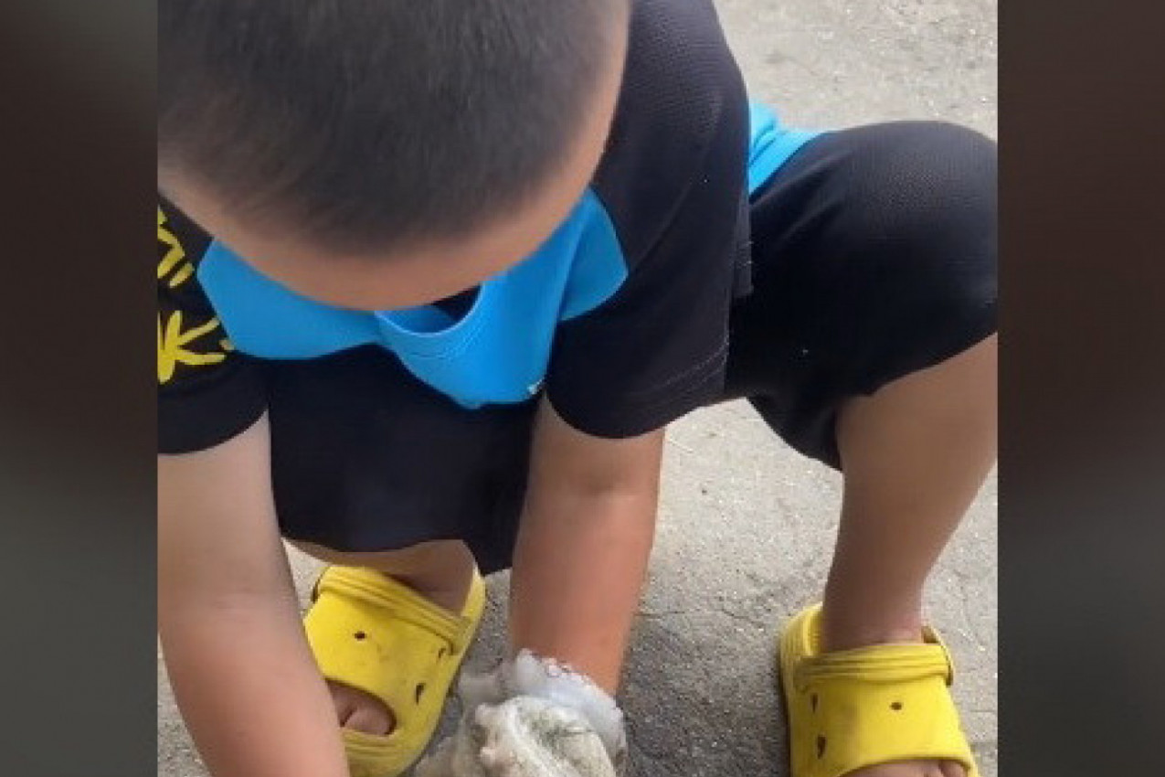 ZGRABILA GA ZA RUKU I NIJE GA PUŠTALA: Prestravljeno dete je u suzama pokušavalo da se otrgne od hobotnice (VIDEO)