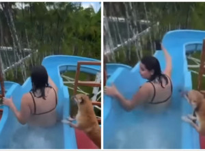 PRIPREMALA SE ZA VELIKI SPUST TOBOGANOM, ALI JE NJEN PAS BIO VIDNO UZNEMIREN: Nikako nije želeo da je pusti samu, a onda je uradio nešto što je zapanjilo sve! (FOTO+VIDEO)