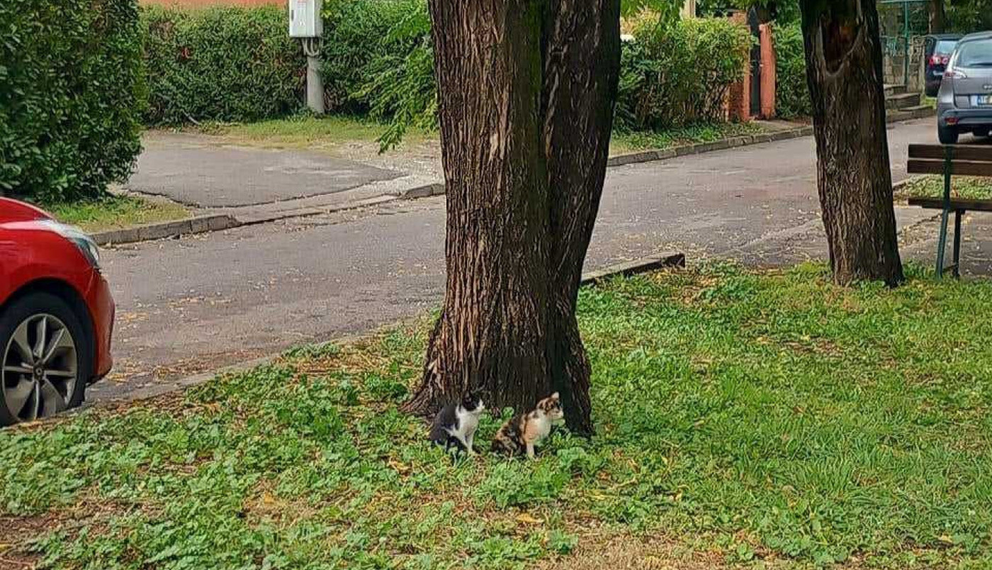 Pratim te u stopu...