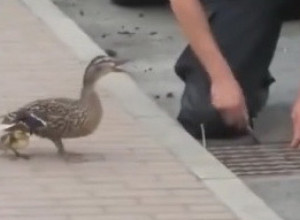 EMOTIVNA SCENA MAME PATKE RASPLAKALA LJUDE NA MREŽAMA: Uporno je dozivala u pomoć, morala je da interveniše i policija! (VIDEO)