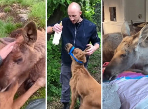 SPASAO JE MLADUNČE IZ KANDŽI DIVLJE ZVERI: Scena koja tera suze na oči, maleni los nikad nije zaboravio ovog čoveka! (VIDEO)