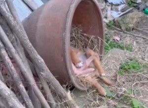 IŠAO JE DVORIŠTEM I ČUO NEOBIČNE ZVUKE: Kada je prišao bliže ugledao je neverovatan prizor, ovo nije mogao ni da nasluti (VIDEO)