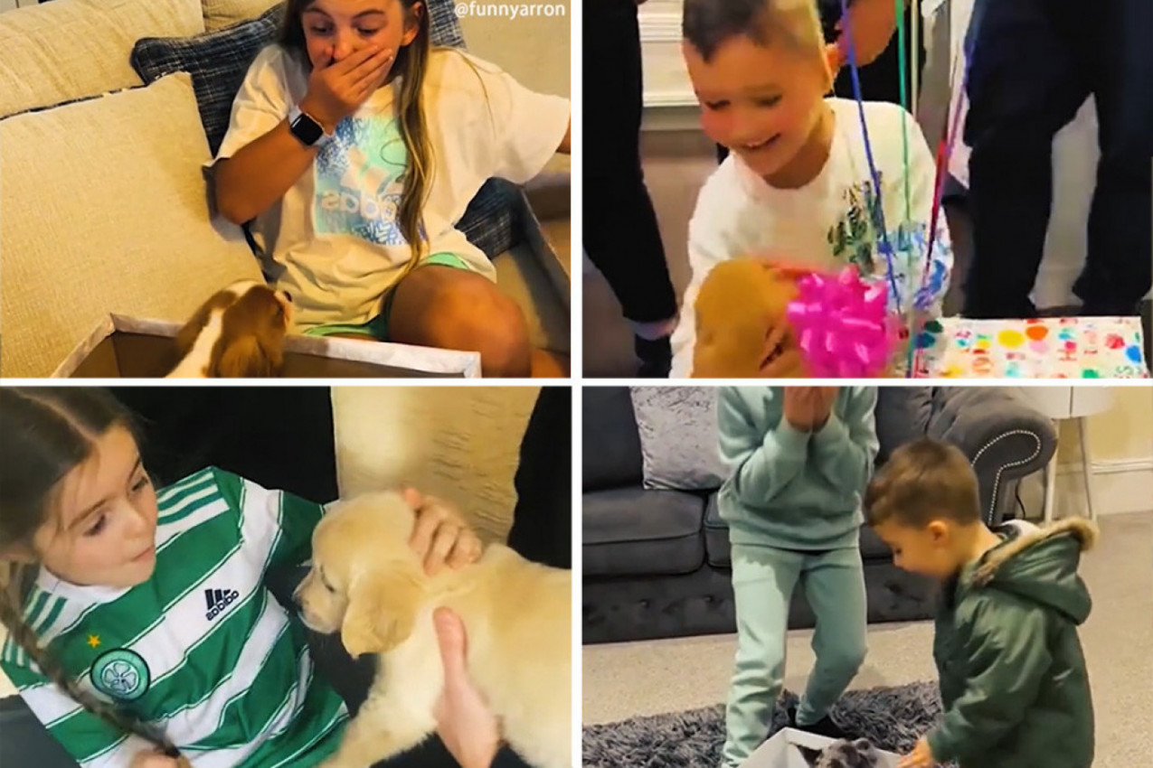 DECA ZNAJU DA SE OBRADUJU POKLONU: Pogledajte urnebesne reakcije mališana kada su dobili ljubimce! (VIDEO)