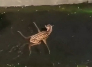 NESREĆNO LANE BESPOMOĆNO JE ČEKALO KRAJ: Ležalo u prljavoj vodi kad je usledila neočekivana scena koja je rasplakala i najtvrđa srca! (VIDEO)