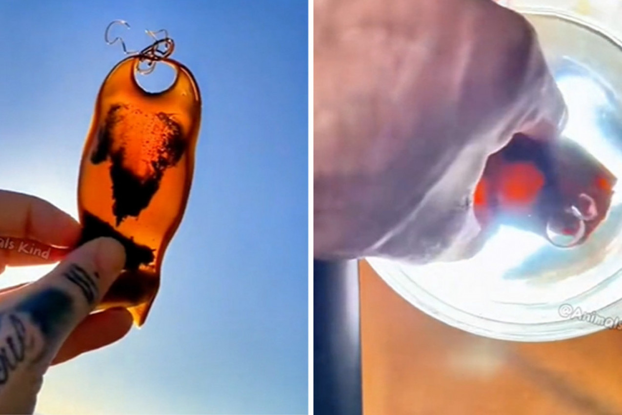 MEĐU KAMENJEM NA PLAŽI PRIMETIO JE ČUDNO STVORENJE: Odneo ga je kući, šok je usledio kad je počelo da raste! (VIDEO)