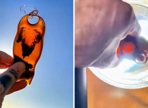 MEĐU KAMENJEM NA PLAŽI PRIMETIO JE ČUDNO STVORENJE: Odneo ga je kući, šok je usledio kad je počelo da raste! (VIDEO)