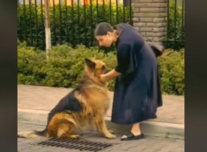 PAS JE STAJAO KAO UKOPAN PORED ŠAHTA: Prišla mu je trudnica i kad se sagla da ga pomazi shvatila je šta joj životinja pokazuje! (VIDEO)