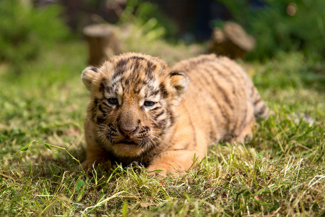 MAJKA JE ODBACILA TEK ROĐENE TIGRIĆE: Umirali su od gladi a onda se dogodilo čudo i spas u poslednji čas, ovako nešto nikad niste videli!  (VIDEO)
