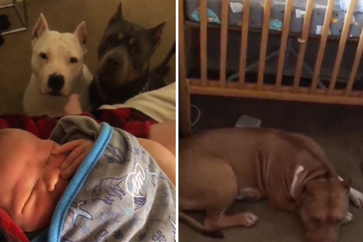 BEBA JE STIGLA KUĆI, REAKCIJA PASA BILA JE NEVEROVATNA: "Ovo dete ima bolje obezbeđenje od predsednika!" (VIDEO)