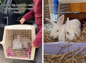 OD ROĐENJA SU PROLAZILI PAKAO U LABORATORIJI: Njihova sudbina rasplakala ljude na mrežama, spaseni zečevi više neće trpeti bol! (VIDEO)