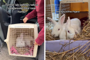 OD ROĐENJA SU PROLAZILI PAKAO U LABORATORIJI: Njihova sudbina rasplakala ljude na mrežama, spaseni zečevi više neće trpeti bol! (VIDEO)