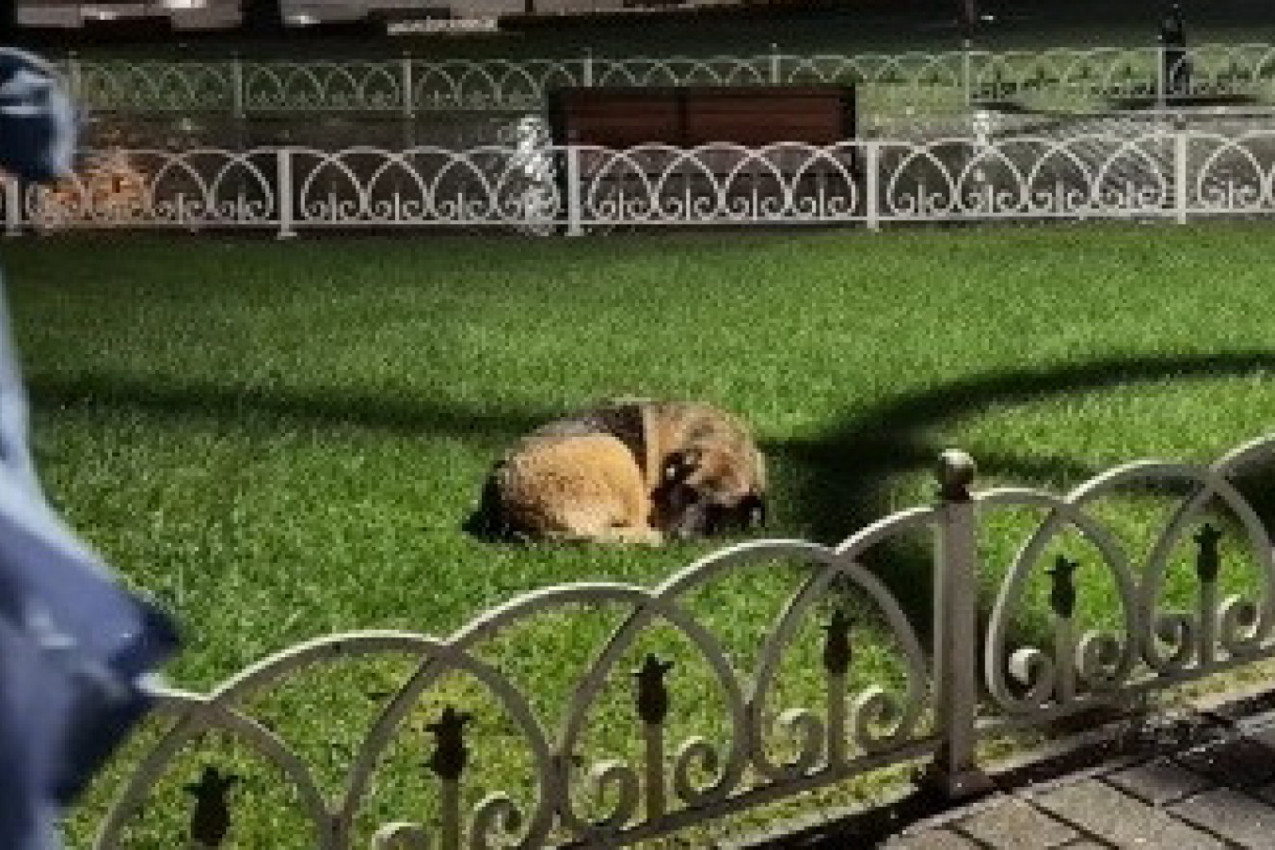 PROMRZLI PAS JE BESPOMOĆNO LEŽAO SKLUPČAN U PARKU NA KIŠI, A ONDA MU JE PRIŠLA JEDNA DEVOJKA: Njen gest je raznežio milione (VIDEO)