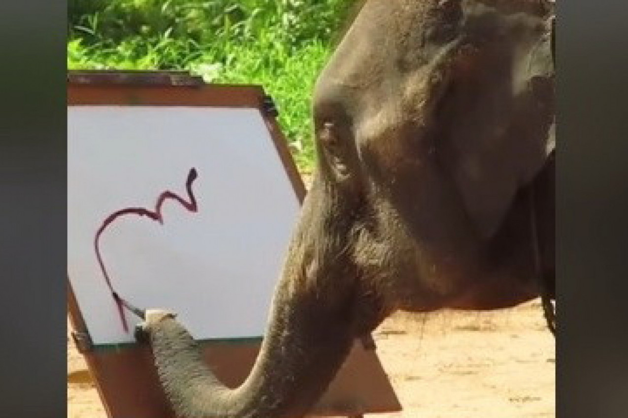 IZA OVOG SNIMKA KRIJE SE TUŽNA I BOLNA PRIČA: Video slona koji crta obišao je svet, nakon prvobitnog oduševljenja otkrivena je prava pozadina (VIDEO)