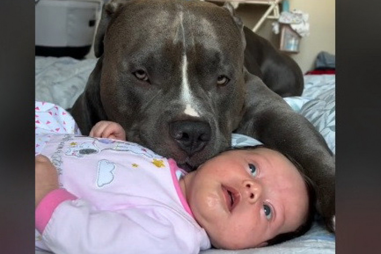 OSTAVILI SU BEBU PORED OGROMNOG PSA: Reakcija PIT MONSTERA izazvala je buru komentara, evo šta su roditelji za to vreme radili (VIDEO)