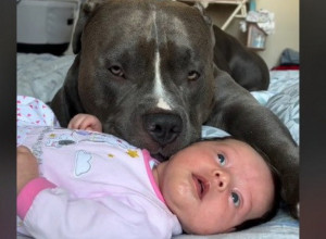 OSTAVILI SU BEBU PORED OGROMNOG PSA: Reakcija PIT MONSTERA izazvala je buru komentara, evo šta su roditelji za to vreme radili (VIDEO)