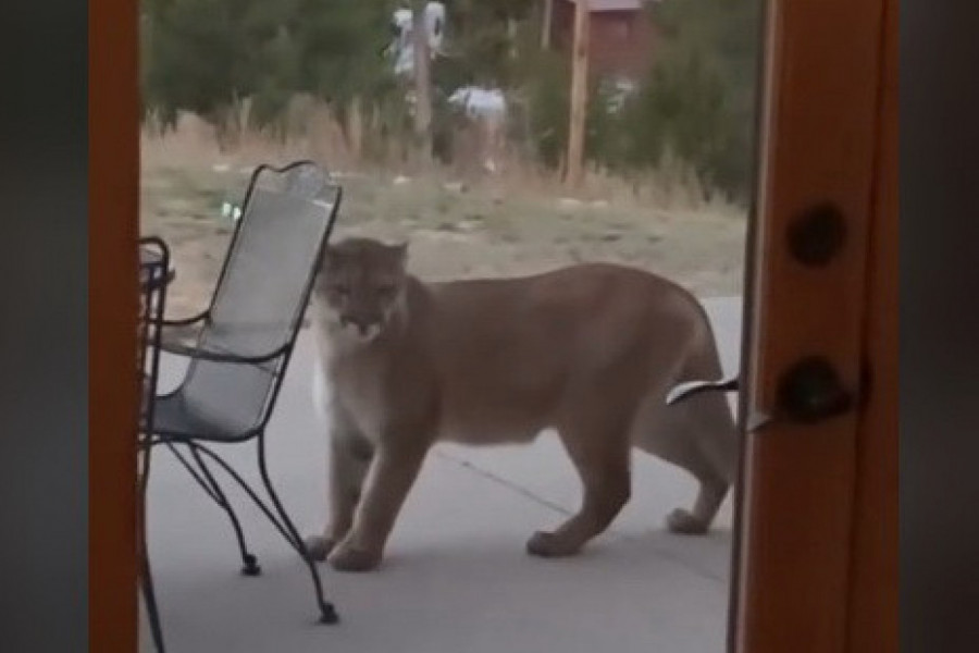 UKOČILA SE OD STRAHA KADA JE VIDELA NA VRATIMA PUMU: Ono što je životinja uradila potpuno ju je izbezumilo! (VIDEO)