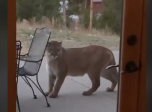 UKOČILA SE OD STRAHA KADA JE VIDELA NA VRATIMA PUMU: Ono što je životinja uradila potpuno ju je izbezumilo! (VIDEO)