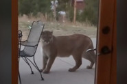 UKOČILA SE OD STRAHA KADA JE VIDELA NA VRATIMA PUMU: Ono što je životinja uradila potpuno ju je izbezumilo! (VIDEO)