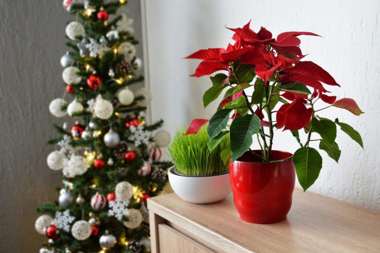 KAKO DA VAM BOŽIĆNA ZVEZDA ŠTO DUŽE POTRAJE: Evo koja 4 važna koraka u nezi ne smete propustiti po savetu iskusnih cvećara! (FOTO)