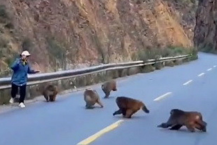 ŠETALA JE MAGISTRALOM, A ONDA SE POJAVIO ČOPOR MAJMUNA I KRENUO KA NJOJ: Žena je bila izbezumljena od straha, evo šta je uradio jedan od njih (VIDEO)