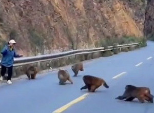 ŠETALA JE MAGISTRALOM, A ONDA SE POJAVIO ČOPOR MAJMUNA I KRENUO KA NJOJ: Žena je bila izbezumljena od straha, evo šta je uradio jedan od njih (VIDEO)