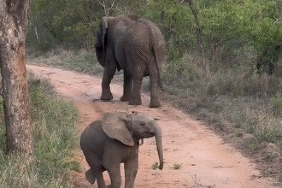 TURISTI SU SE VOZILI NA SAFARIJU, A ONDA JE NA NJIH NALETELO MLADUNČE SLONA: Zbog onoga što je životinja uradila ostali su zatečeni! (VIDEO)