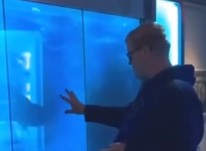 UPORNO JE PROVOCIRAO AJKULU U AKVARIJUMU: Njen odgovor bio je brutalan a njemu je pozlilo od straha! (VIDEO)