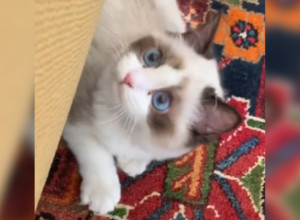 OVAJ MAČAK VREDI 100 MILIONA DOLARA: Poznata pevačica ima tri ljubimica koja basnoslovno zarađuju a tek da vidite kako žive! (VIDEO)