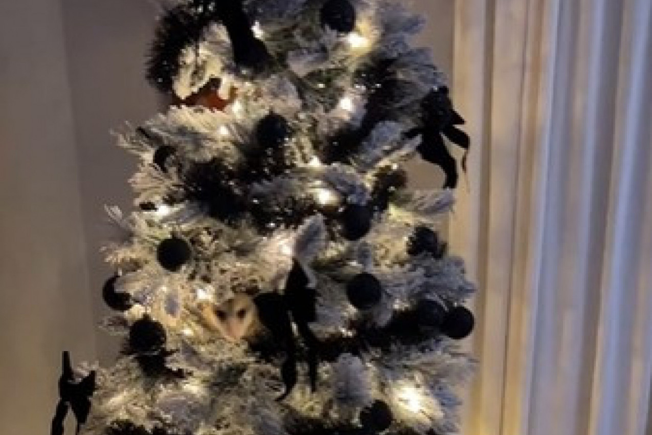 ŽENA JE PRIMETILA DA JE NEŠTO POSMATRA IZ JELKE: Kada se približila usledila je drama, kako je uopšte ovo dospelo u kuću? (VIDEO)