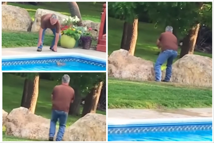 PRIMETIO JE DA SE NEKA DIVLJA ŽIVOTINJA DAVI U NJEGOVOM BAZENU: Ono što je čovek sa njom uradio rasplakalo je javnost, usledili su oštri komentari(FOTO+VIDEO)