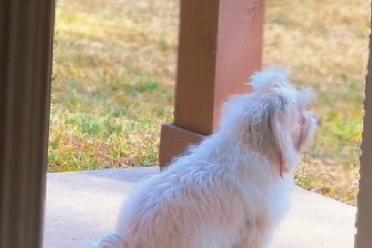 OVAJ LJUBIMAC JE OSVOJIO SRCA LJUDI NA MREŽAMA IZ POSEBNOG RAZLOGA: Kad vidite šta radi svakog dana, bićete oduševljeni! (VIDEO)