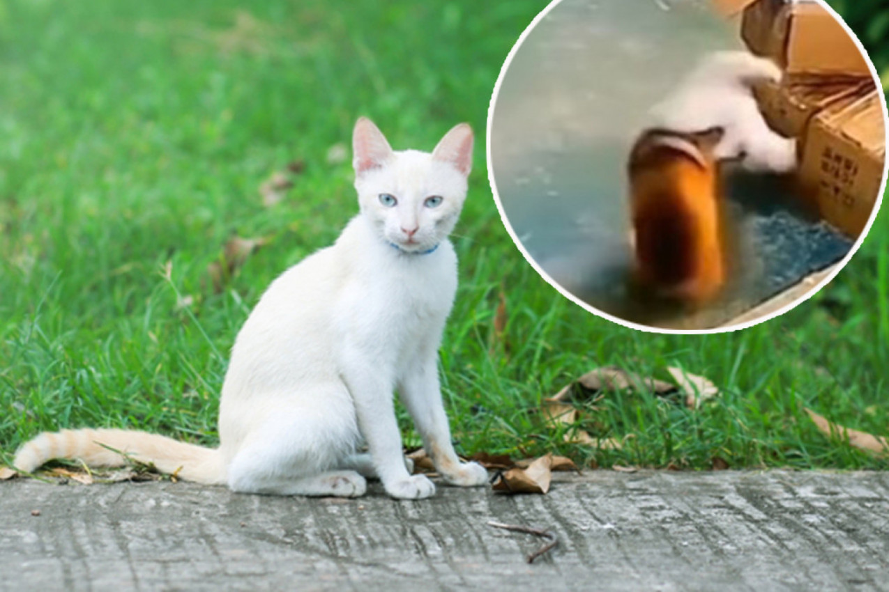 O HRABROSTI OVE MAČKE PRIČA CEO SVET: S njom nema šale, svi je se plaše s razlogom! (VIDEO)