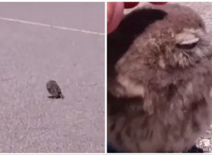 ČUDNO MALO STVORENJE STAJALO JE NA PUTU: Spasao ga je i odneo kući, usledio je šok kada je životinja počela da raste! (FOTO+VIDEO)