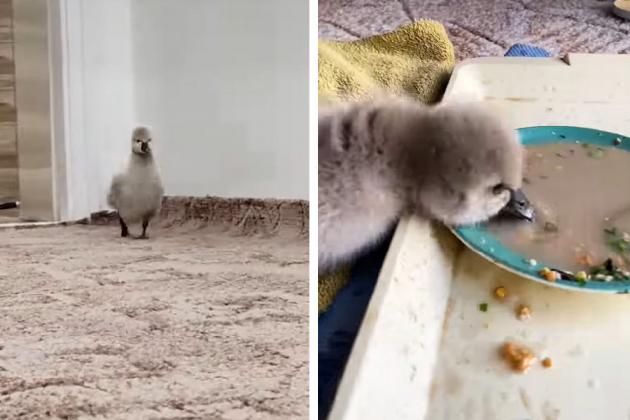 POSLE OLUJE PRONAŠAO JE JAJE IZ KOG SE IZLEGLO PILE: Ljudi su bili zapanjeni kad je pokazao u šta je izraslo malo ružno mladunče! (VIDEO)