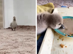 POSLE OLUJE PRONAŠAO JE JAJE IZ KOG SE IZLEGLO PILE: Ljudi su bili zapanjeni kad je pokazao u šta je izraslo malo ružno mladunče! (VIDEO)