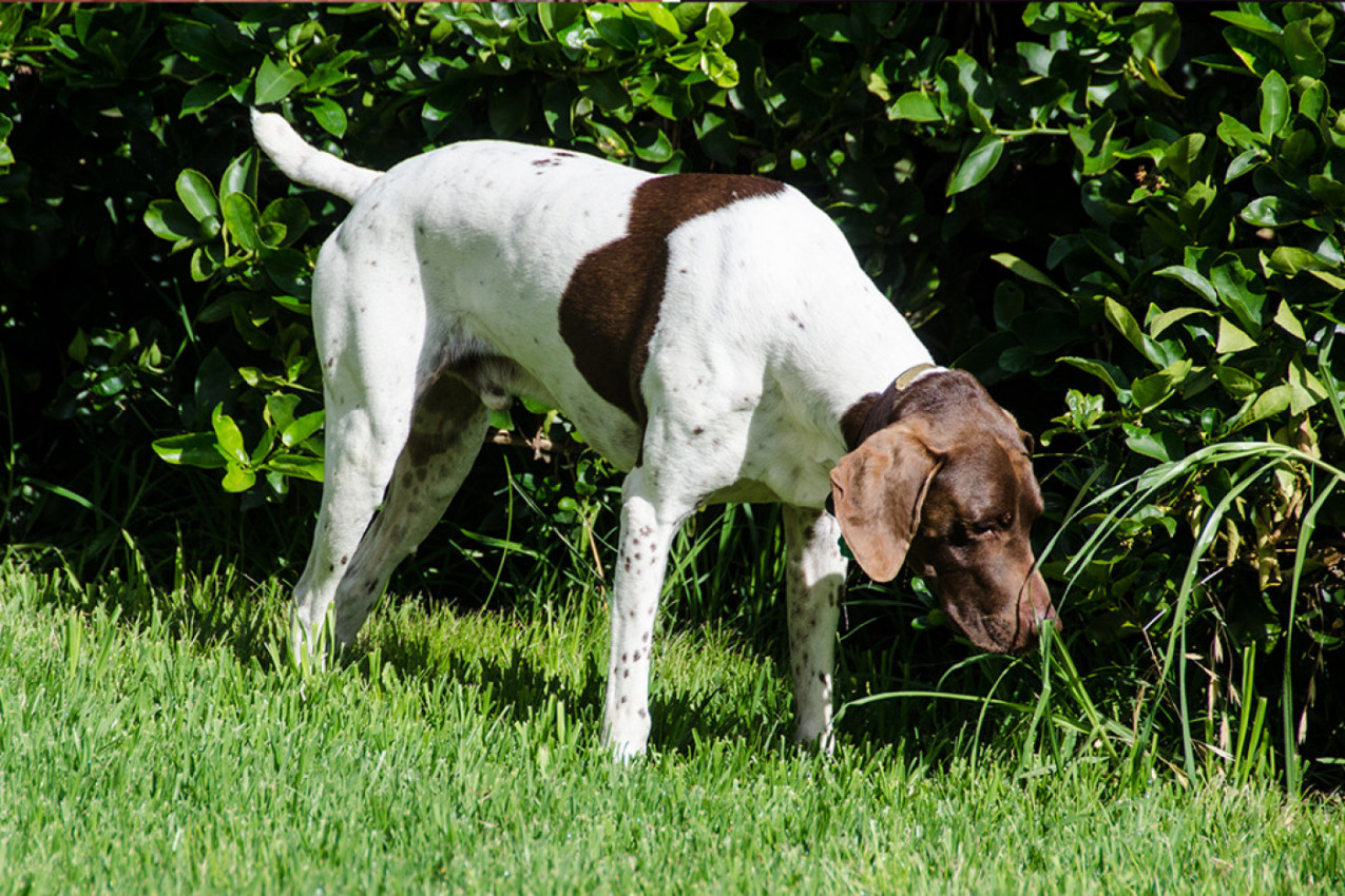 URNEBESAN SNIMAK PSA KOJI JE DOBIO CIPELICE: Vlasnica je želela da joj zaštiti šapice, ali ovakvu reakciju nije očekivala! (VIDEO)