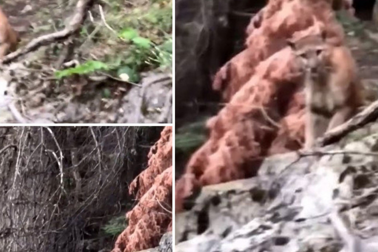 UKOPALI SE U MESTU KADA SU JE VIDELI: Planinari ostali šokirani prizorom koji je bio pred njima! (VIDEO)