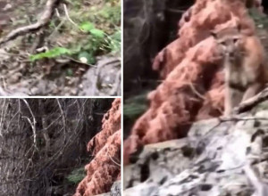 UKOPALI SE U MESTU KADA SU JE VIDELI: Planinari ostali šokirani prizorom koji je bio pred njima! (VIDEO)