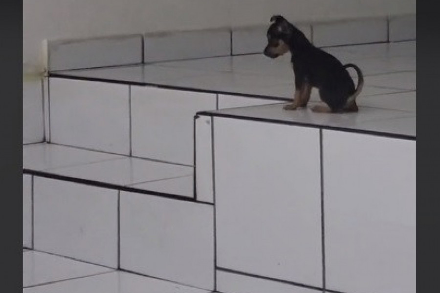 OVO JE NAJSLAĐI PAS KOJEG STE IKAD VIDELI: Maršira u ritmu muzike i ima milione obožavalaca na mrežama! (VIDEO)