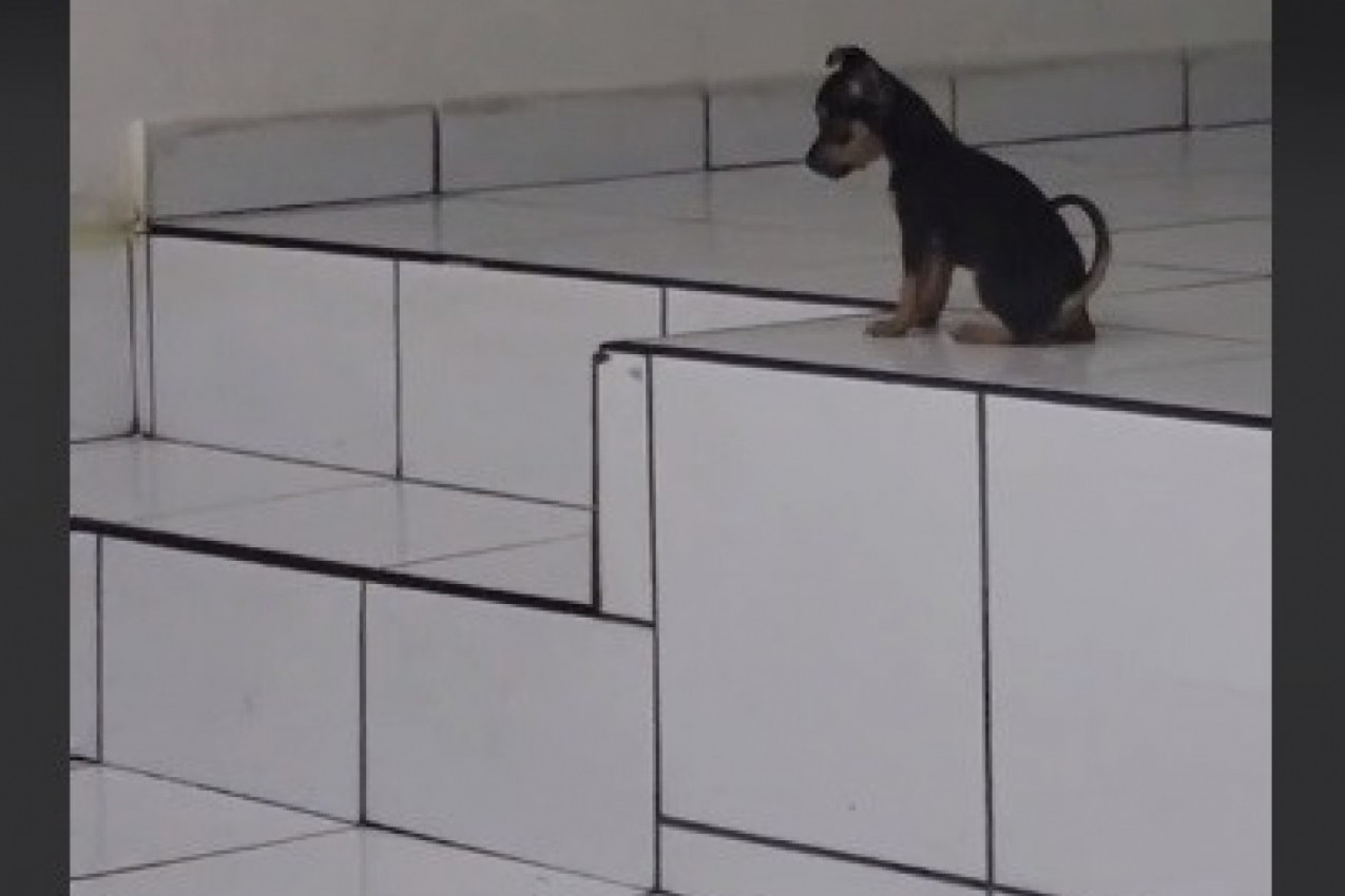 OVO JE NAJSLAĐI PAS KOJEG STE IKAD VIDELI: Maršira u ritmu muzike i ima milione obožavalaca na mrežama! (VIDEO)