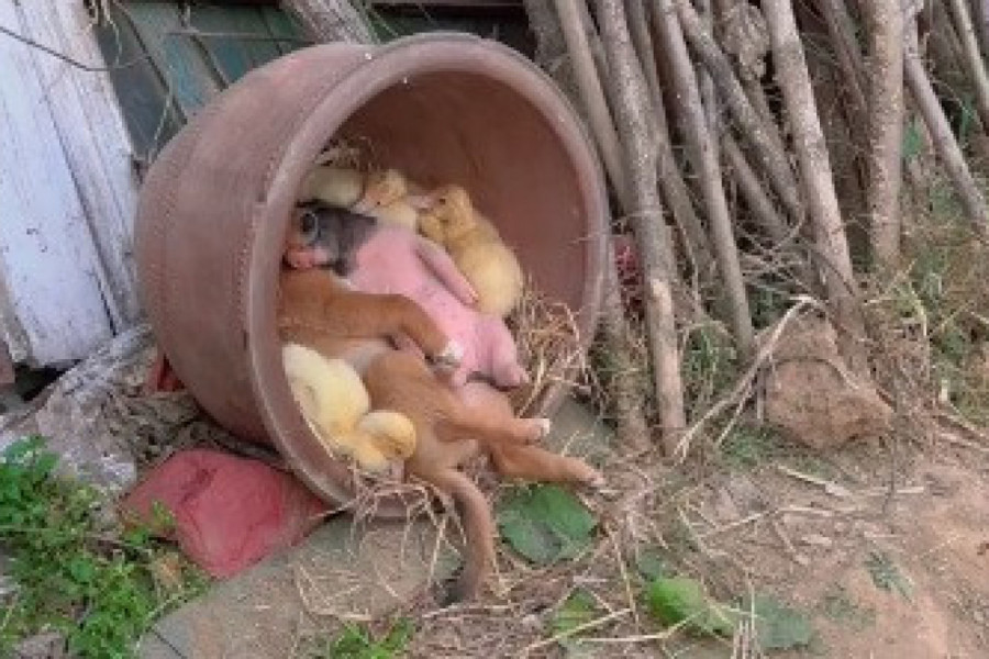 PAS I PRASE SU DOBILI GOSTE: Gazda je ugledao neobičan prizor u praznoj saksiji, niko mu ne bi verovao da ih nije snimio! (VIDEO)